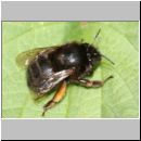 Anthophora plumipes - Pelzbiene w06a.jpg